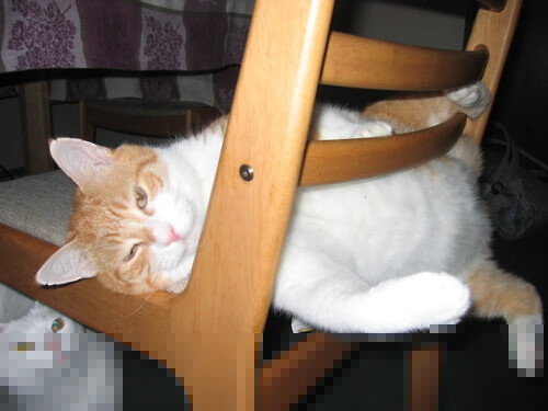 开云体育APP下载-货币战场上的反向收割，土耳其如何借阿坎吉的崛起巧妙收割阿根廷市场